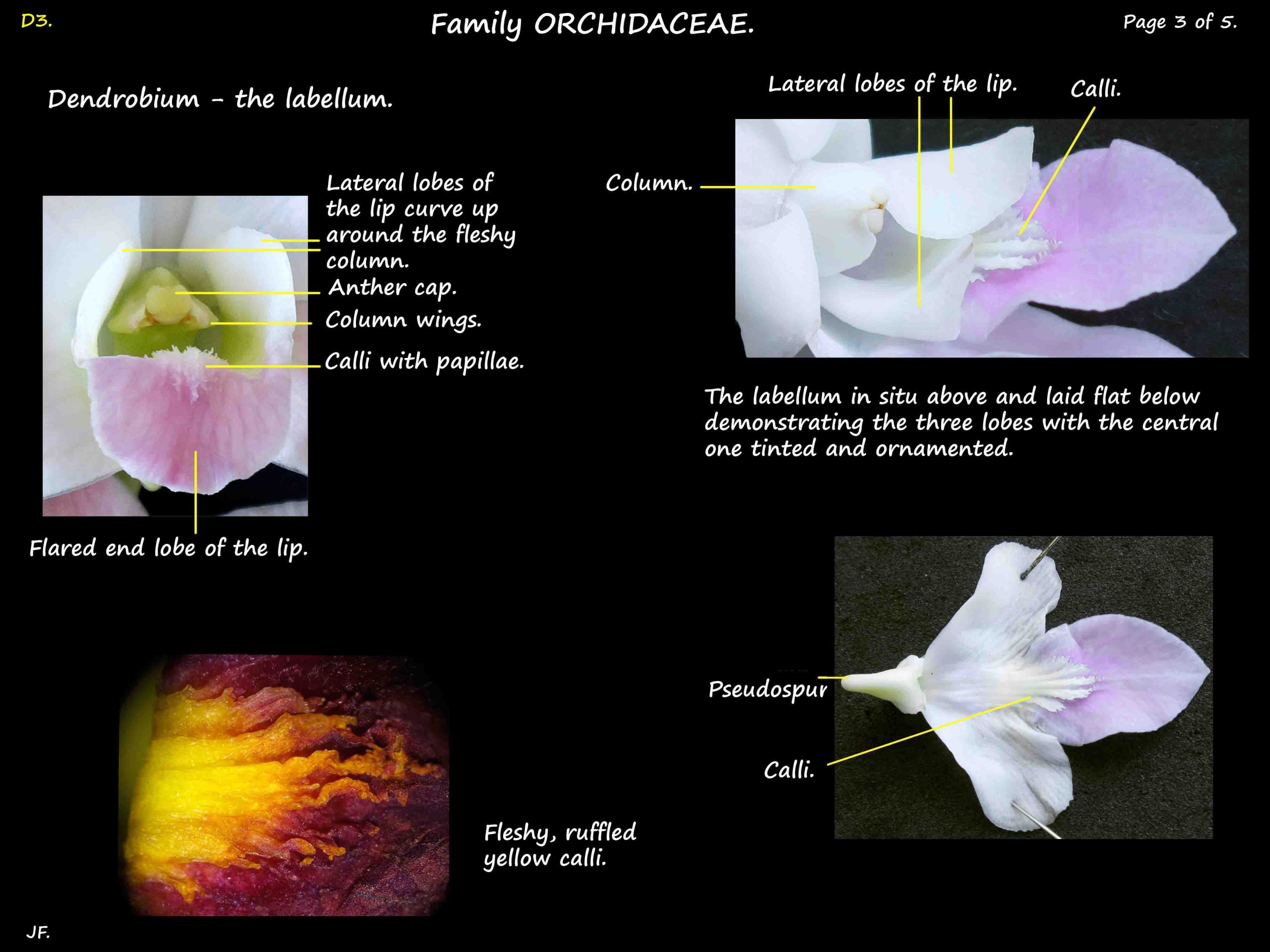 3 Dendrobium labellum